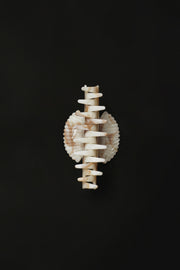 Fan Shell Claw in Alabaster - Sophie Buhai